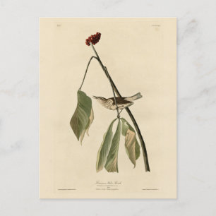 Louisiana Water Thrush, Audubons Vögel von Amerika Postkarte