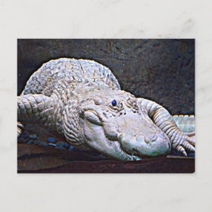 Louisiana White Alligator Postkarte
