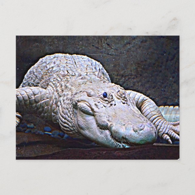 Louisiana White Alligator Postkarte (Vorderseite)