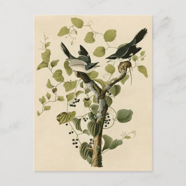Louisiane-Würger von Audubon Postkarte (Vorderseite)