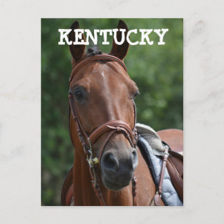 LOUISVILLE KENTUCKY RENNPFERD Postkarte