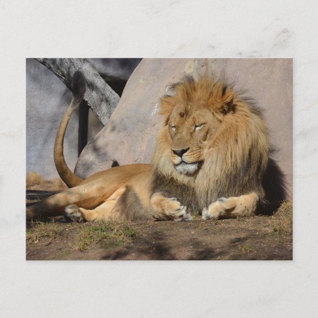 Lounges Löwe Postkarte (Vorderseite)