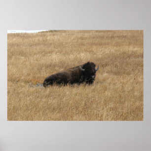 Lounging Buffalo Poster