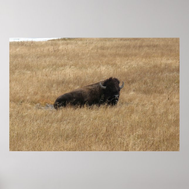 Lounging Buffalo Poster (Vorne)