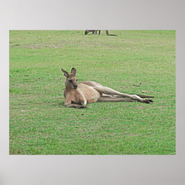 Lounging Kangaroo Poster (Vorne)