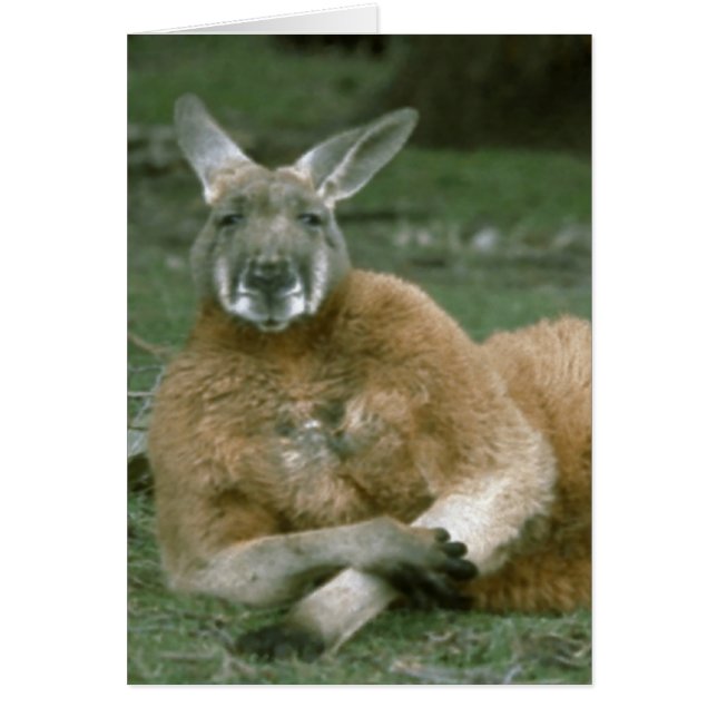 Lounging Känguru (Vorne)