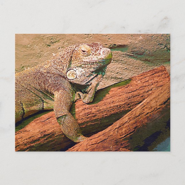Lounging Lizard Postkarte (Vorderseite)