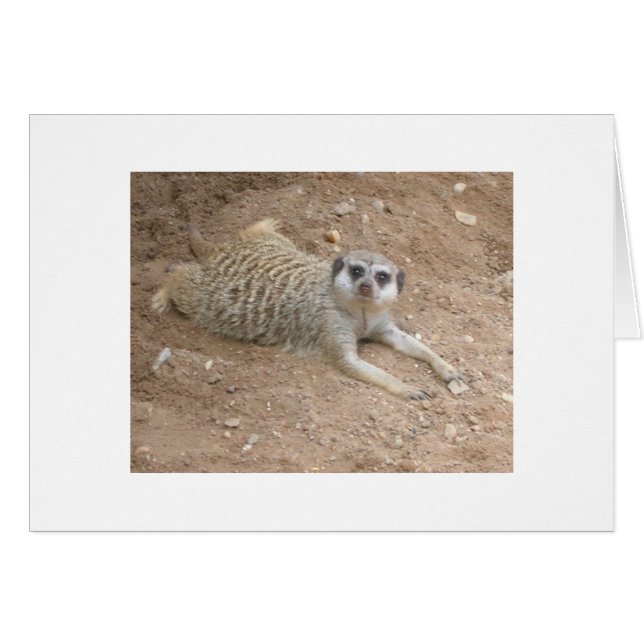 Lounging Meerkat Card (Vorderseite (Horizontal))
