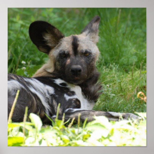 Lounging Wild Dog Poster (Vorne)