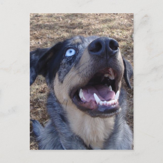 Lousiana Catahoula Leopard Dog Postkarte (Vorderseite)