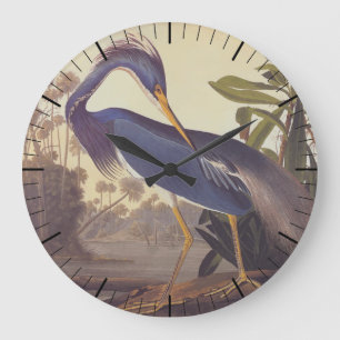 Lousiana Heron in Grau, Green und Blue von Audubon Große Wanduhr
