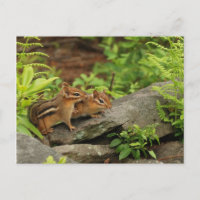 Love Baby Chipmunk Geschwister