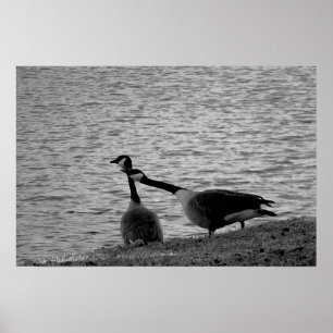 Love Birds B&W Poster Medium
