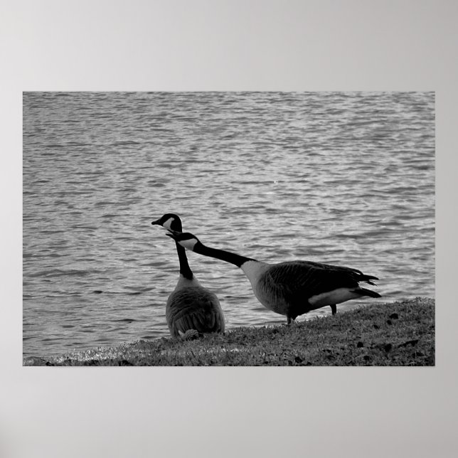 Love Birds B&W Poster Medium (Vorne)