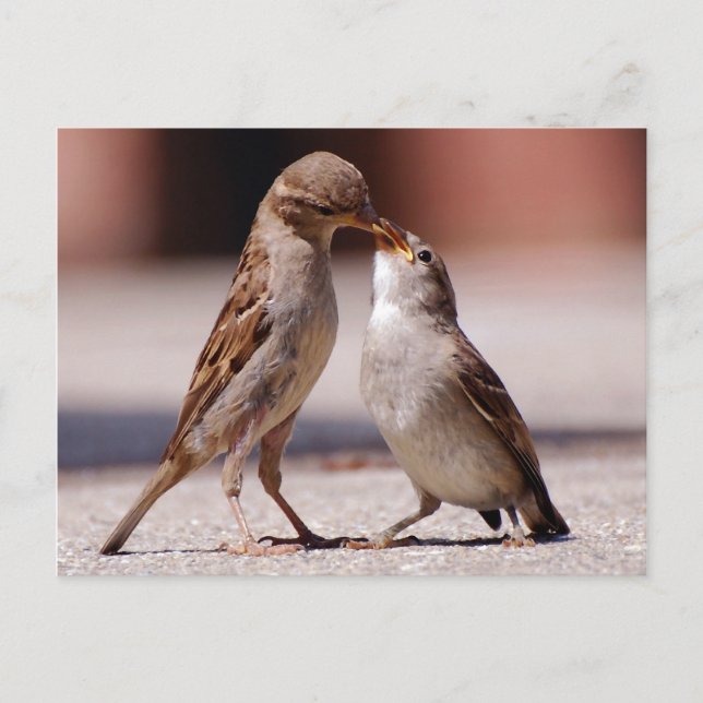 Love Birds Kissing Postkarte (Vorderseite)