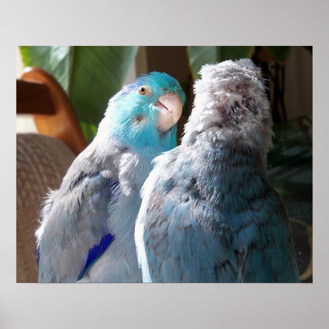 Love Birds - Pacific Parrotlet Birds poster Foto (Vorne)