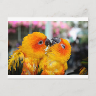 Love Birds Tickle Postkarte