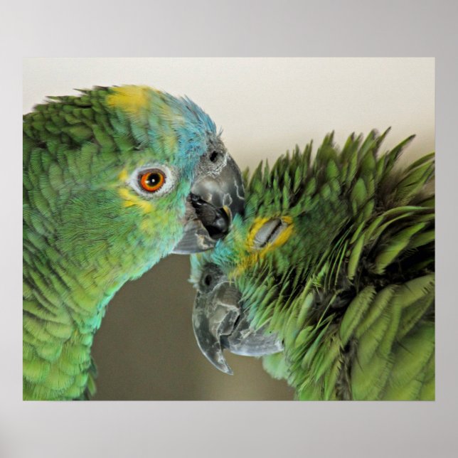 Love forever - cute parrots poster (Vorne)