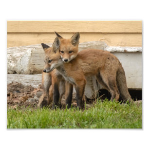 Love Fox Kits Fotodruck