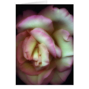 <Love is a Rose> durch Nathan Griffith