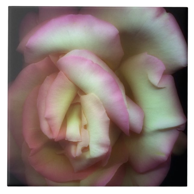 <Love is a Rose> durch Nathan Griffith Fliese (Vorderseite)