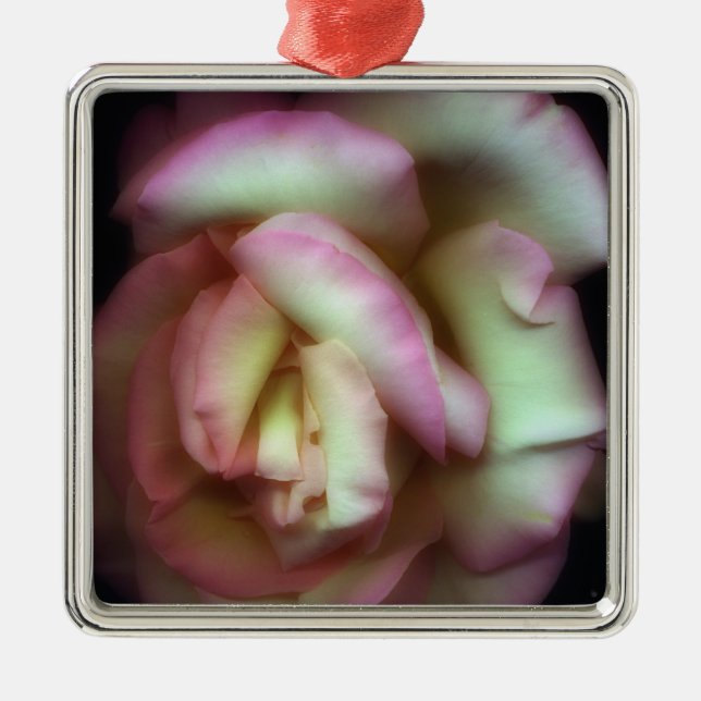 <Love is a Rose> durch Nathan Griffith Silbernes Ornament (Vorne)