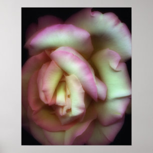 <Love is a Rose>von Nathan Griffith Poster