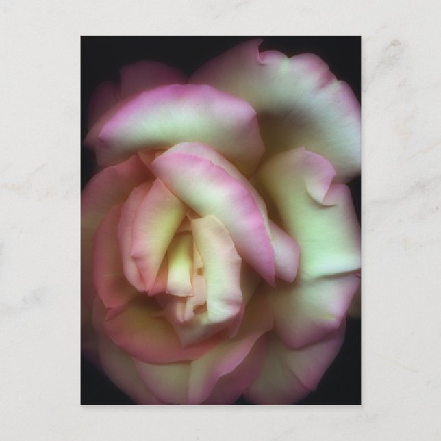 <Love is a Rose>von Nathan Griffith Postkarte (Vorderseite)