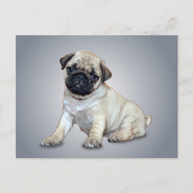 Love Mops Postcard Postkarte (Vorderseite)