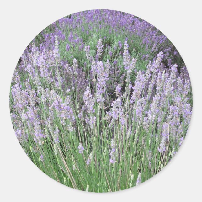 Love Provence French Lavender Runder Aufkleber (Vorderseite)