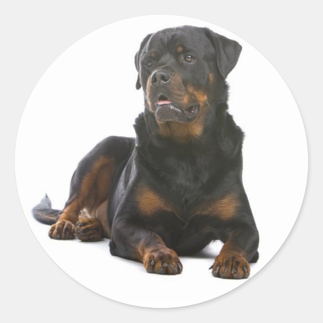 Love Rottweiler Puppy Dog Sticker / Seal (Vorderseite)