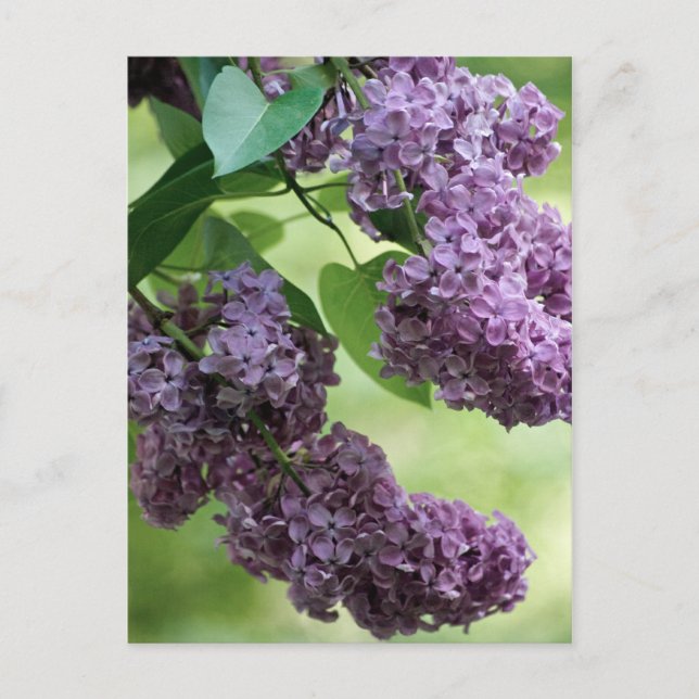 Love Spring Postcard Postkarte (Vorderseite)