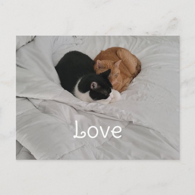 Love with Cat Heart Postcard Feiertagspostkarte (Vorderseite)