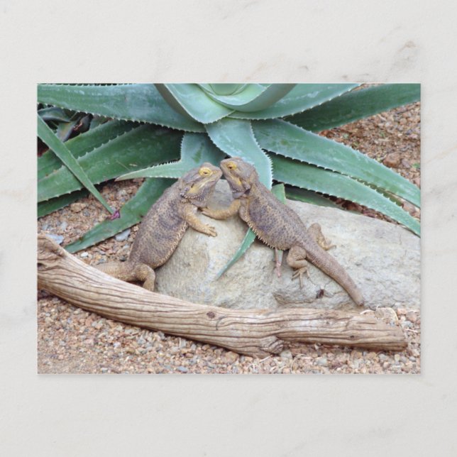 Love you_Reptiles Postcard Postkarte (Vorderseite)