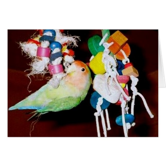 Lovebird auf Spielzeug (Vorderseite (Horizontal))