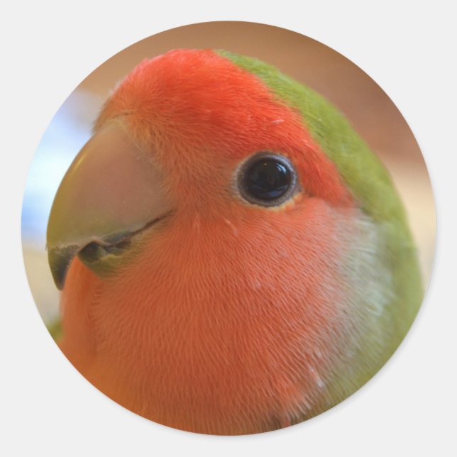 Lovebird Aufkleber (Vorderseite)