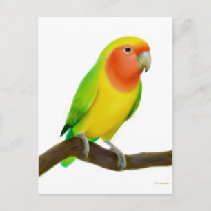 Lovebird Postcard Postkarte
