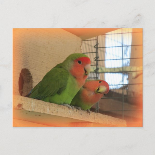 Lovebirds Postcard Postkarte (Vorderseite)