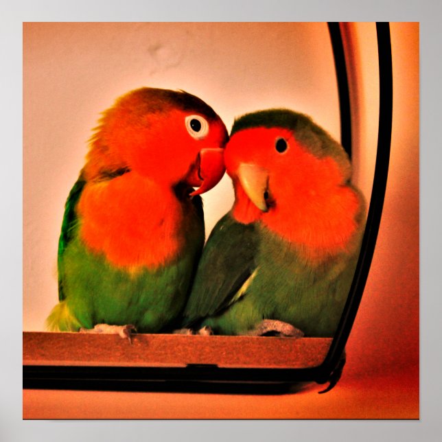 Lovebirds Poster (Vorne)