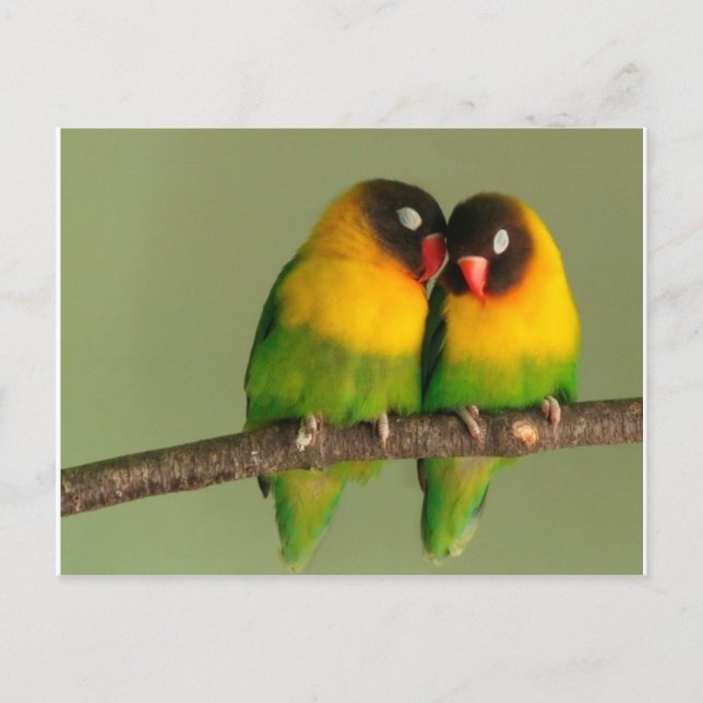 Lovebirds Postkarte (Vorderseite)