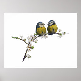 Lovebirds sitzen auf einem Kirschblütenzweig weiß Poster