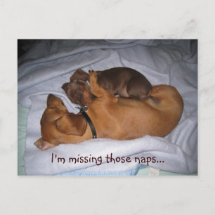 loveis, I'm missing those naps... Postkarte