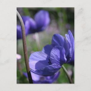 Lovely Blue Anemones Postkarte
