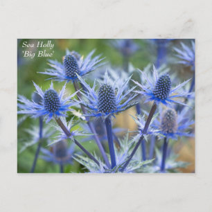 Lovely Blue Sea Holly Floral Postcard Postkarte