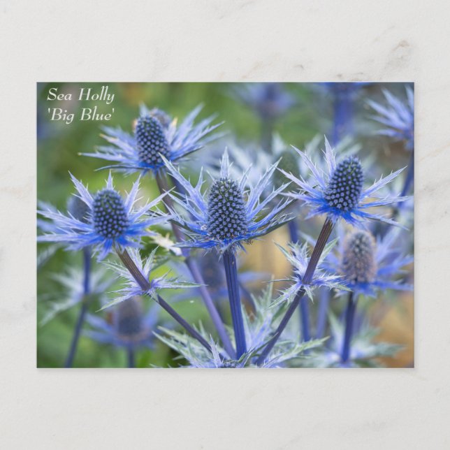 Lovely Blue Sea Holly Floral Postcard Postkarte (Vorderseite)