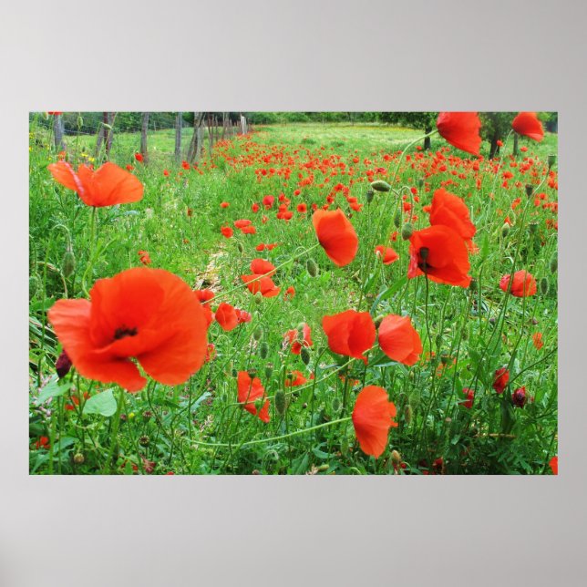 LOVELY BLUME POSTER RED POPPIES (Vorne)