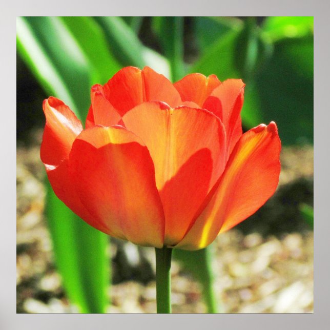Lovely Coral Tulip Poster (Vorne)