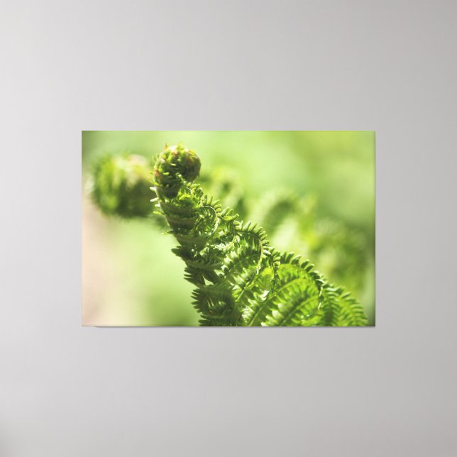 Lovely Green Fern Leinwanddruck (Vorderseite)