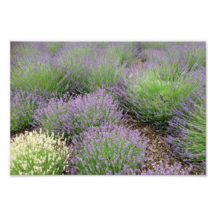 Lovely Lavender Fotodruck