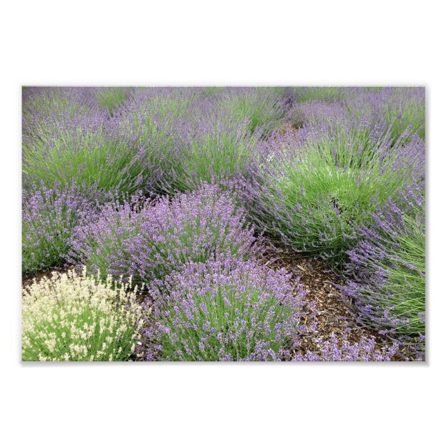 Lovely Lavender Fotodruck (Vorne)